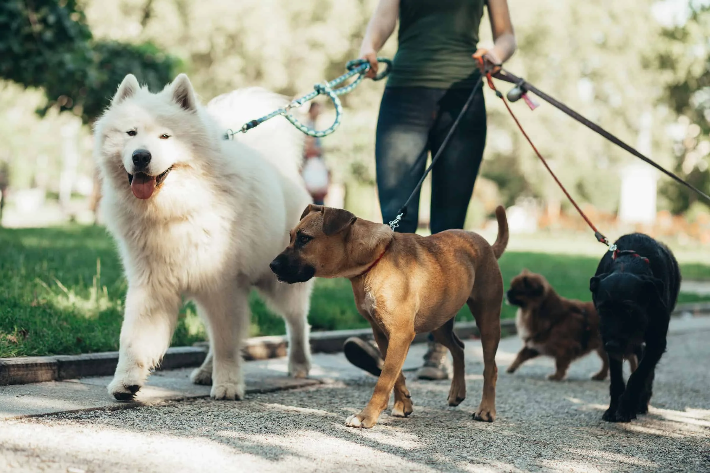 Person walking four dogs on leashes in park.