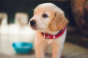 Golden retriever puppy wearing red collar near bowl