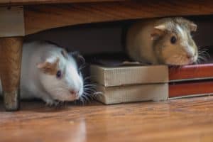 Two guinea pigs hiding under furniture.