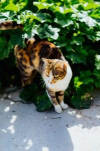 Calico cat exploring lush garden