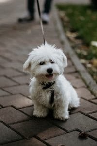 Small white dog on lead sitting outside