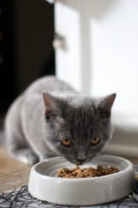 Grey cat eating from ceramic bowl.