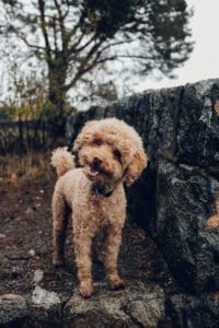 Curly-haired poodle standing by stone wall outdoors.