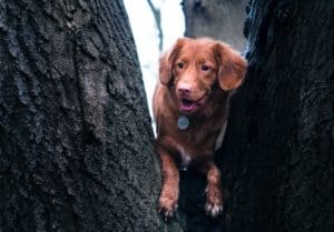 Happy brown dog between trees in forest.
