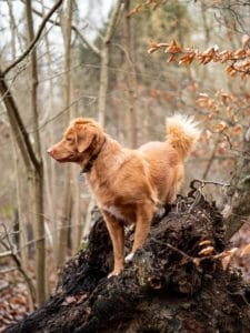 Golden dog standing on tree stump in forest.