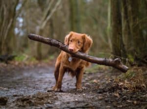 Happy dog carrying large stick in forest