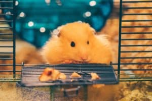 Fluffy hamster peeking from cage with treats.