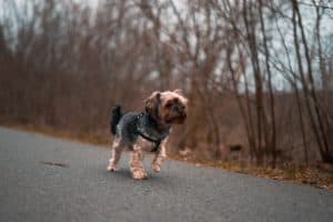 Small dog walking on a path outdoors