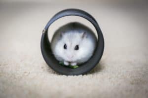 Cute hamster resting in a small tube