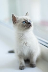 Fluffy kitten with blue eyes by window.