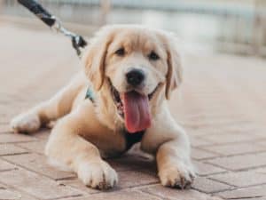 Golden retriever puppy on pavement.
