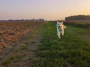 Dog running in a field at sunset
