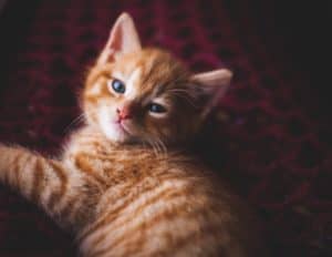 Playful ginger kitten lying on a blanket.