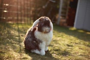 Fluffy rabbit in sunny garden