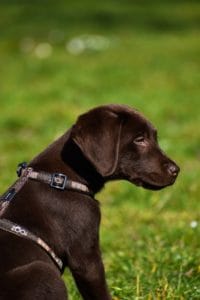Chocolate Labrador puppy on grassy field