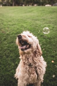 Delighted dog playing with bubble in park.