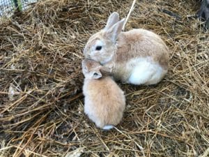 Two rabbits cuddling on straw bedding.