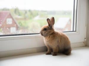 Rabbit gazing through a rainy window.