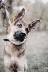 German Shepherd dog tilting head outdoors.